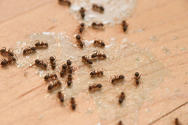 Best Pest Control Near Me  in Lewistown, MT